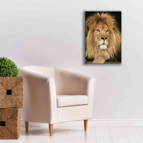 Image of 'King of the Jungle' by Lori Deiter, Canvas Wall Art,18 x 26