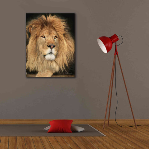 Image of 'King of the Jungle' by Lori Deiter, Canvas Wall Art,26 x 34