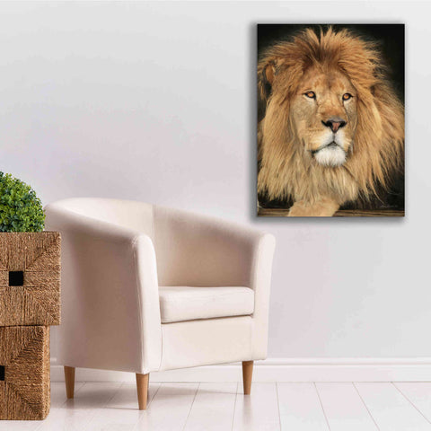 Image of 'King of the Jungle' by Lori Deiter, Canvas Wall Art,26 x 34