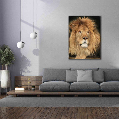 Image of 'King of the Jungle' by Lori Deiter, Canvas Wall Art,40 x 54