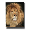 'King of the Jungle' by Lori Deiter, Canvas Wall Art