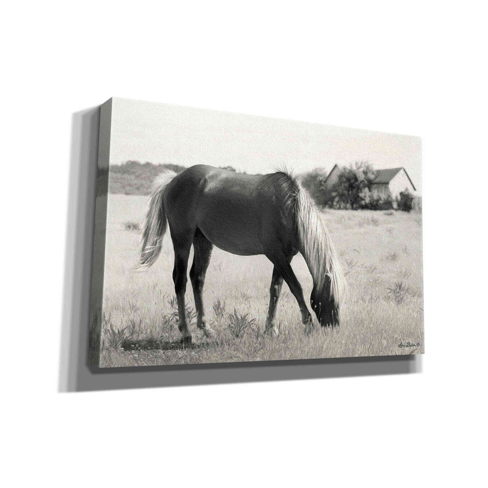 'Summer Grazing' by Lori Deiter, Canvas Wall Art