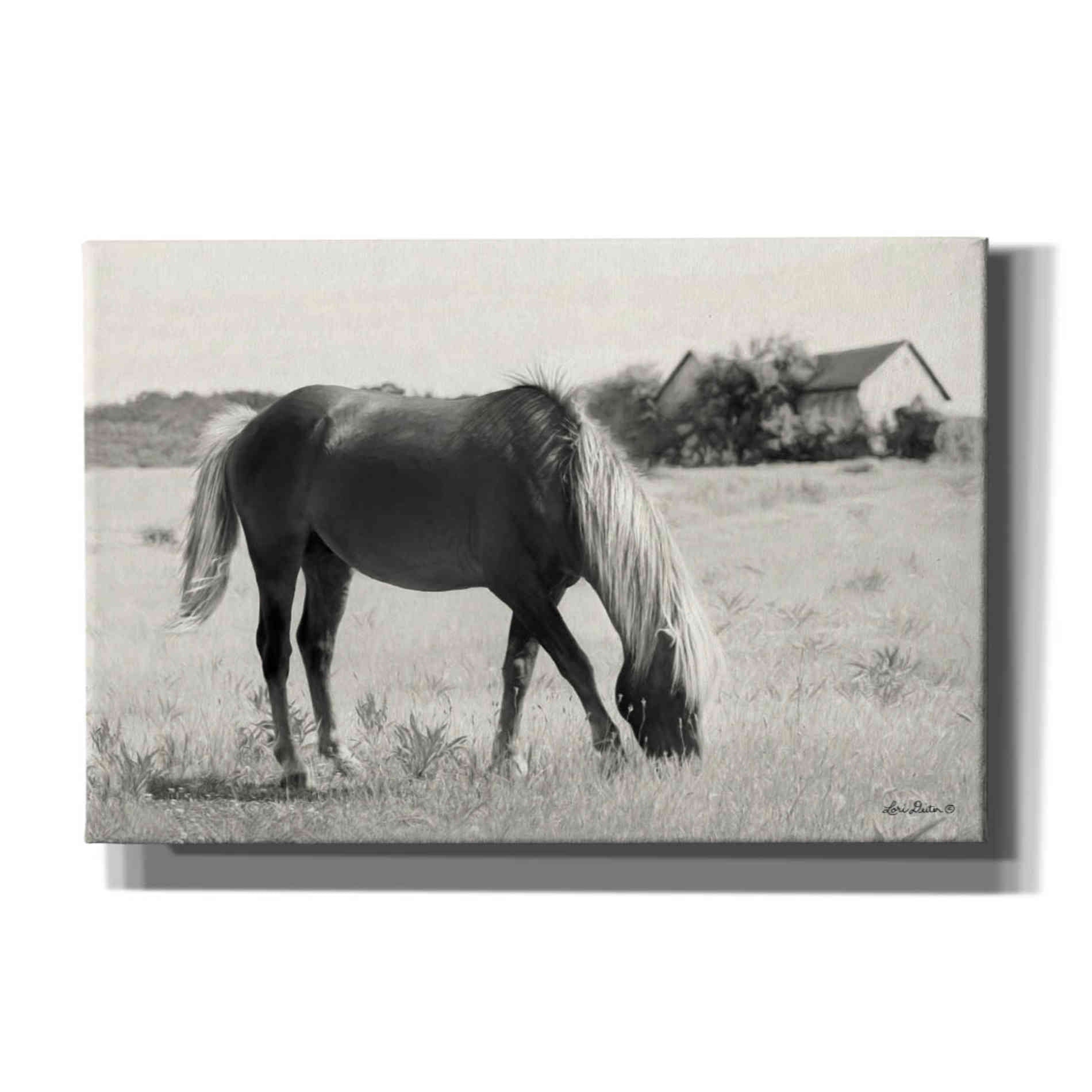 'Summer Grazing' by Lori Deiter, Canvas Wall Art