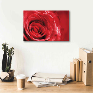 'Red Rose After Rain' by Lori Deiter, Canvas Wall Art,18 x 12