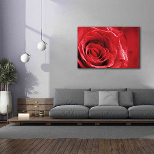 'Red Rose After Rain' by Lori Deiter, Canvas Wall Art,60 x 40