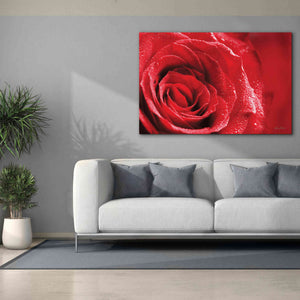 'Red Rose After Rain' by Lori Deiter, Canvas Wall Art,60 x 40