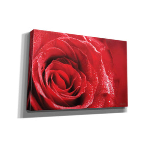 'Red Rose After Rain' by Lori Deiter, Canvas Wall Art