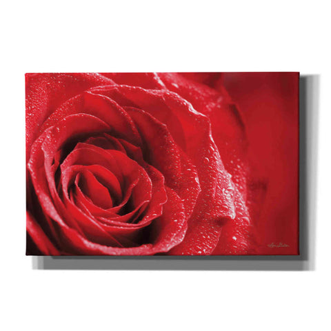 Image of 'Red Rose After Rain' by Lori Deiter, Canvas Wall Art