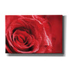'Red Rose After Rain' by Lori Deiter, Canvas Wall Art