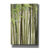 'Backlit Bamboo II' by Lori Deiter, Canvas Wall Art