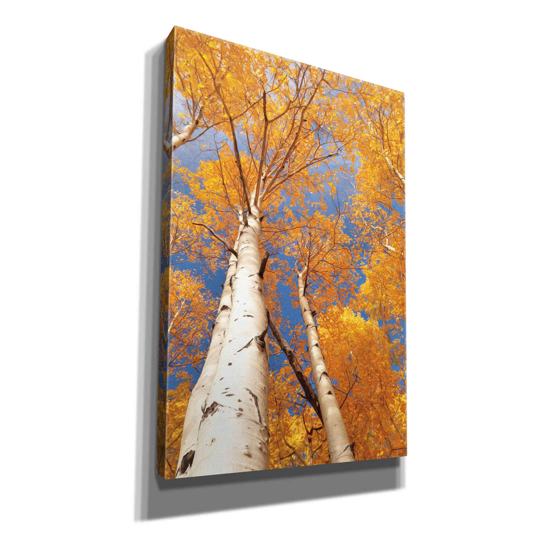 'Aspen I' by Lori Deiter, Canvas Wall Art
