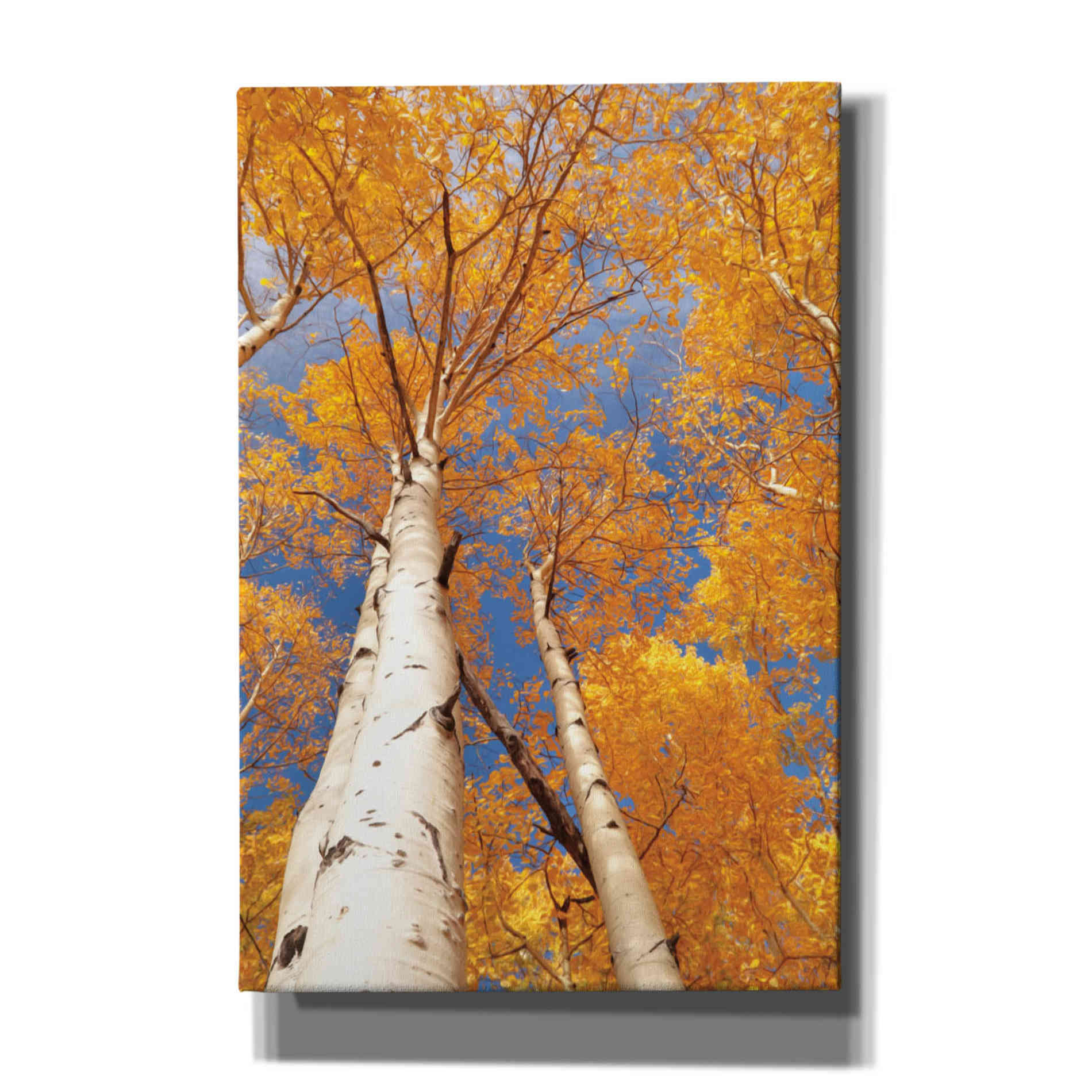 'Aspen I' by Lori Deiter, Canvas Wall Art