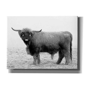 'Scotty the Bull' by Lori Deiter, Canvas Wall Art