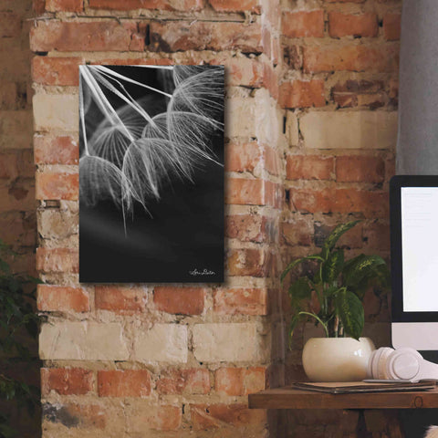 Image of 'Goatsbeard I' by Lori Deiter, Canvas Wall Art,12 x 18