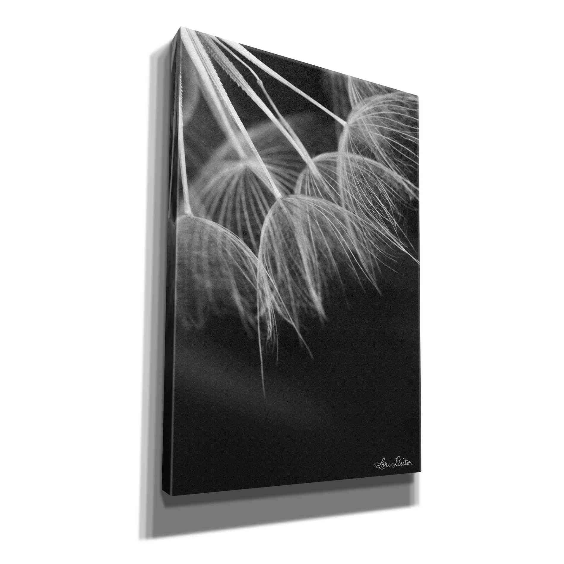 'Goatsbeard I' by Lori Deiter, Canvas Wall Art