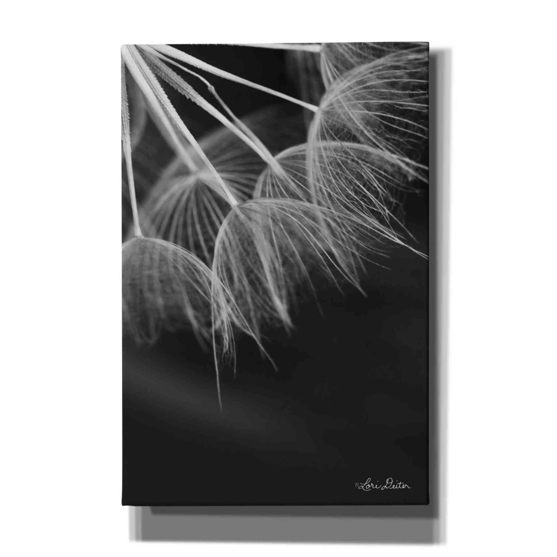 'Goatsbeard I' by Lori Deiter, Canvas Wall Art