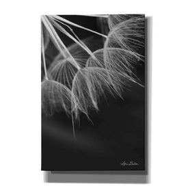 'Goatsbeard I' by Lori Deiter, Canvas Wall Art