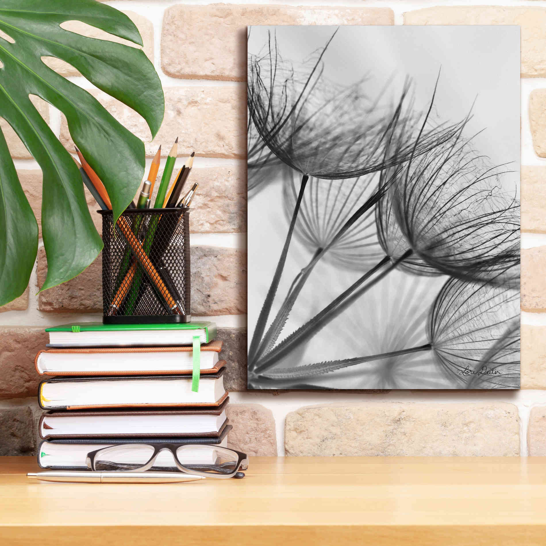 'Goatsbeard II' by Lori Deiter, Canvas Wall Art,12 x 16