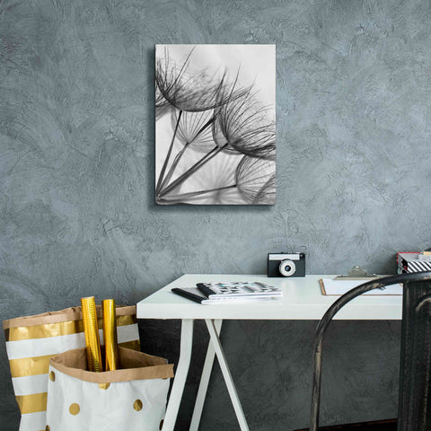 Image of 'Goatsbeard II' by Lori Deiter, Canvas Wall Art,12 x 16