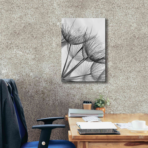 Image of 'Goatsbeard II' by Lori Deiter, Canvas Wall Art,18 x 26