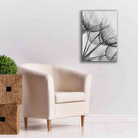 Image of 'Goatsbeard II' by Lori Deiter, Canvas Wall Art,18 x 26