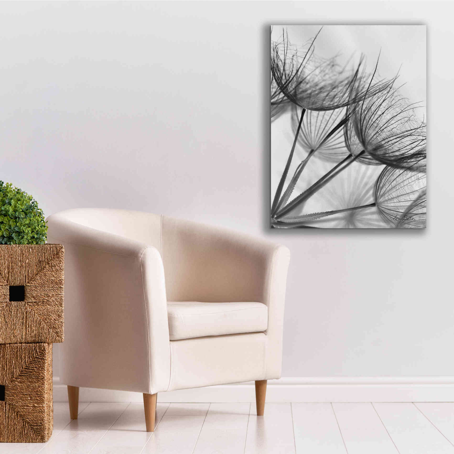 'Goatsbeard II' by Lori Deiter, Canvas Wall Art,26 x 34