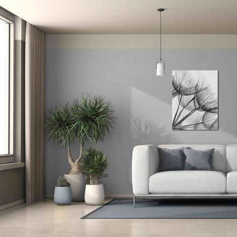 Image of 'Goatsbeard II' by Lori Deiter, Canvas Wall Art,26 x 34