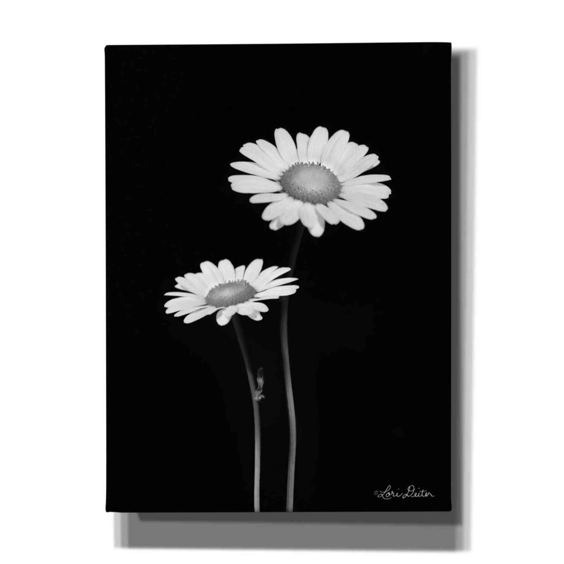'Pair of Daisies' by Lori Deiter, Canvas Wall Art