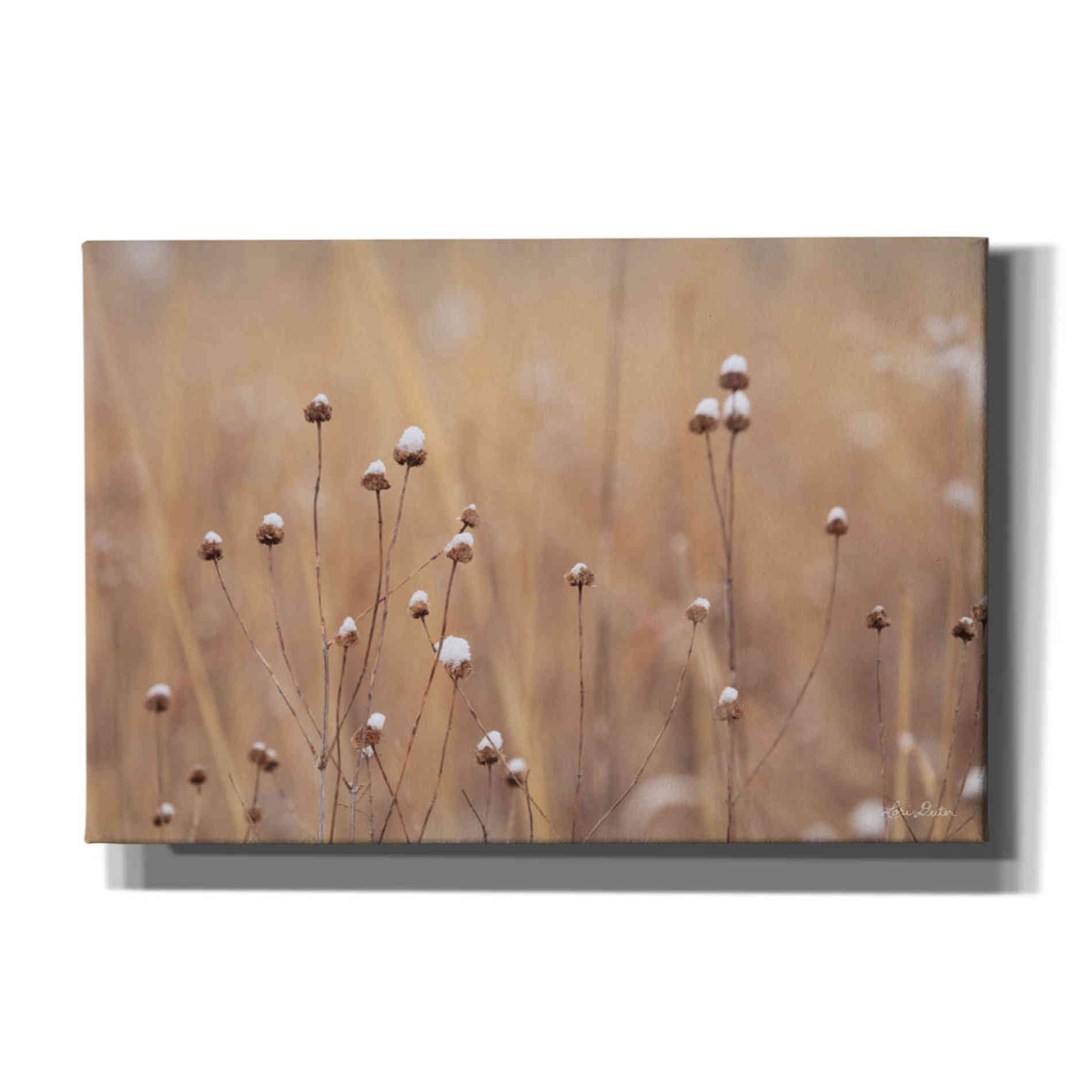 'Snow Capped Wildflowers' by Lori Deiter, Canvas Wall Art