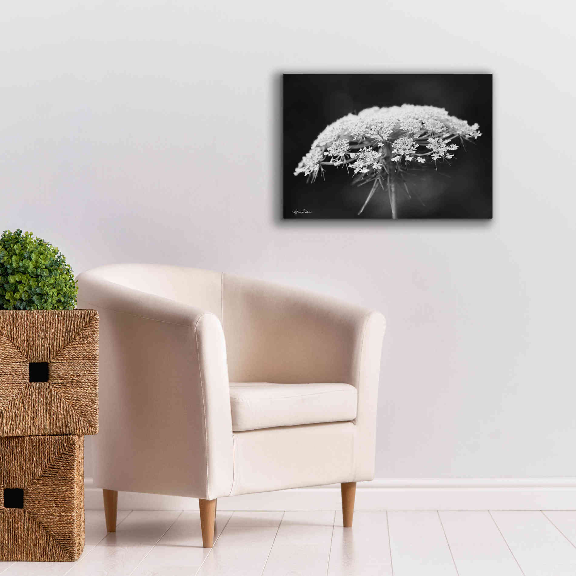 'Queen Anne's Lace' by Lori Deiter, Canvas Wall Art,26 x 18