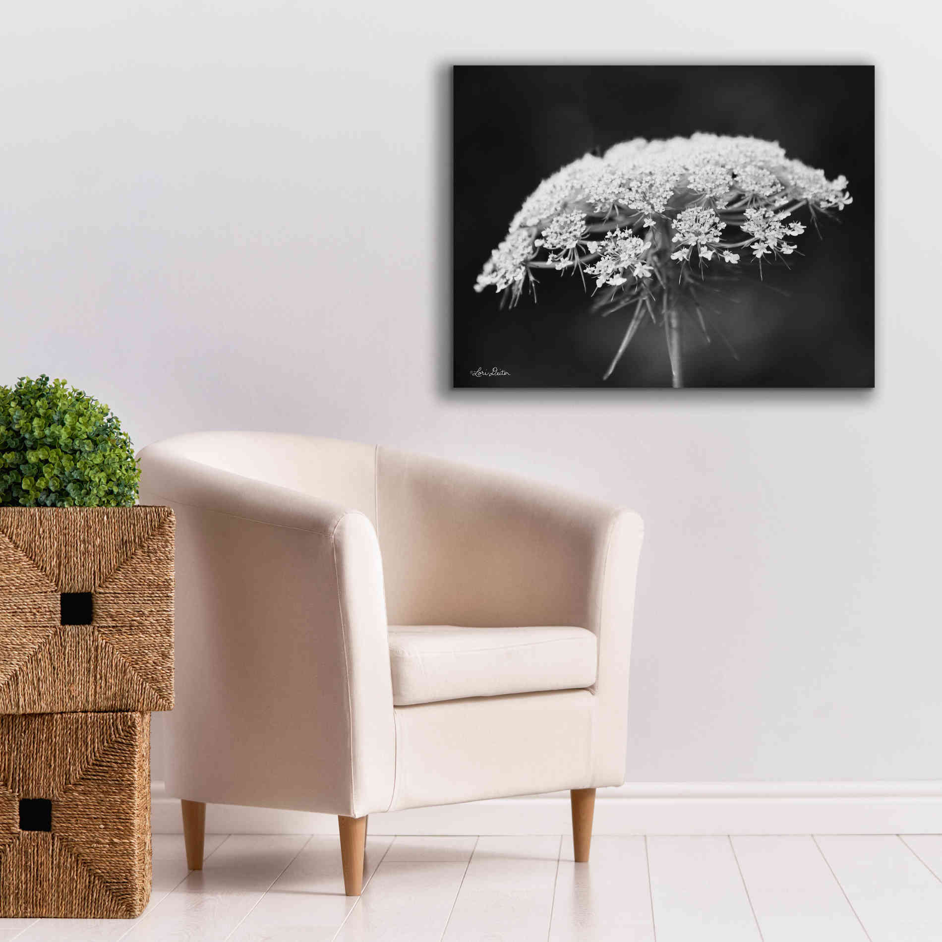 'Queen Anne's Lace' by Lori Deiter, Canvas Wall Art,34 x 26