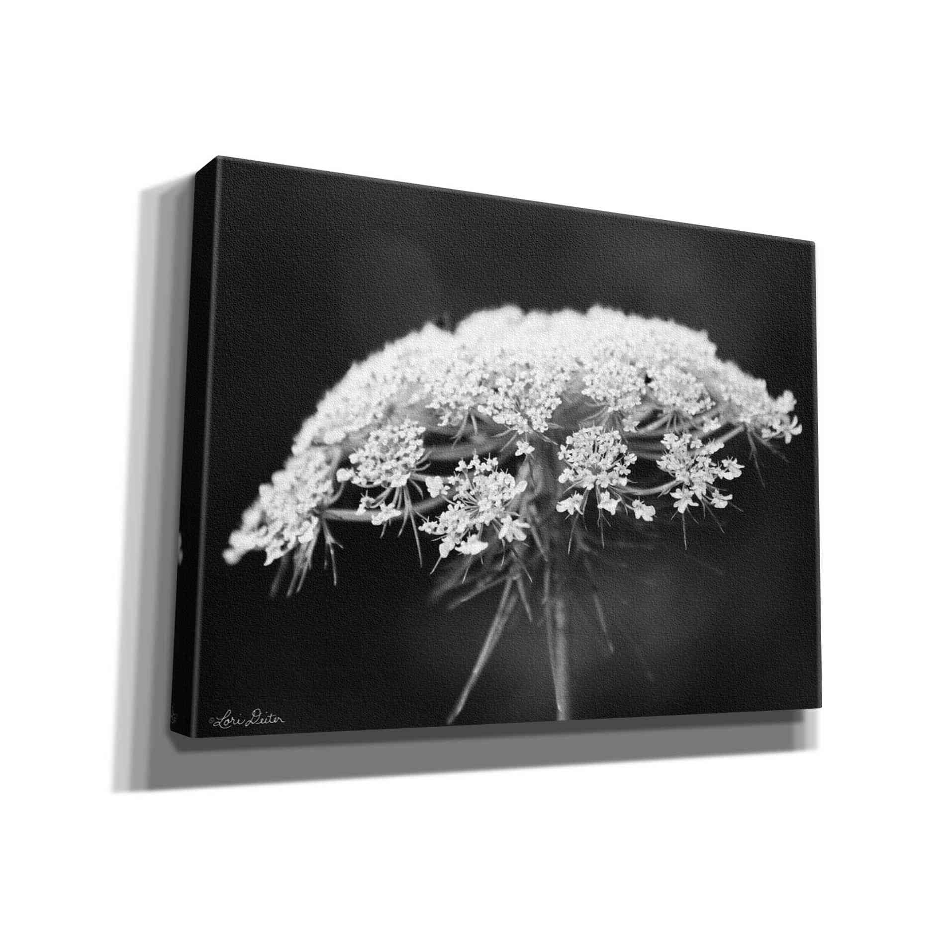 'Queen Anne's Lace' by Lori Deiter, Canvas Wall Art