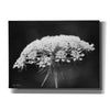 'Queen Anne's Lace' by Lori Deiter, Canvas Wall Art