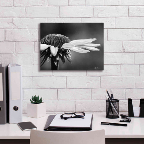 Image of 'Coneflower' by Lori Deiter, Canvas Wall Art,16 x 12