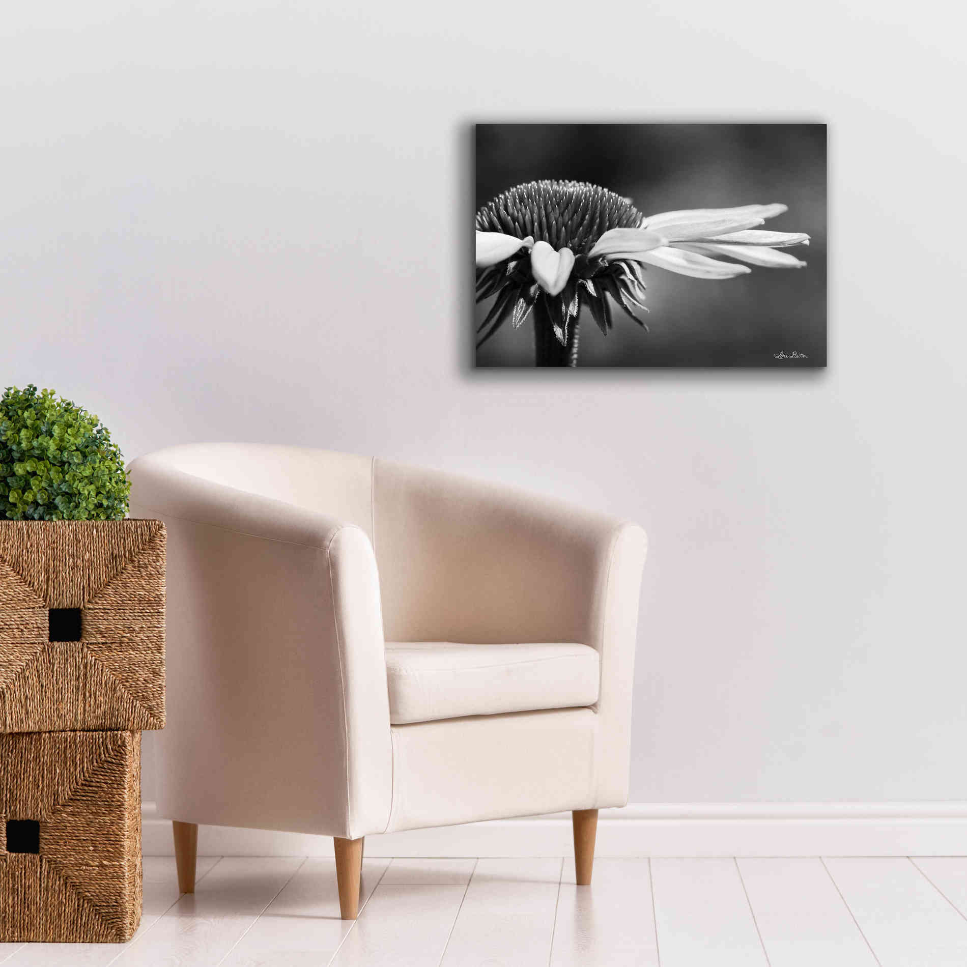 'Coneflower' by Lori Deiter, Canvas Wall Art,26 x 18