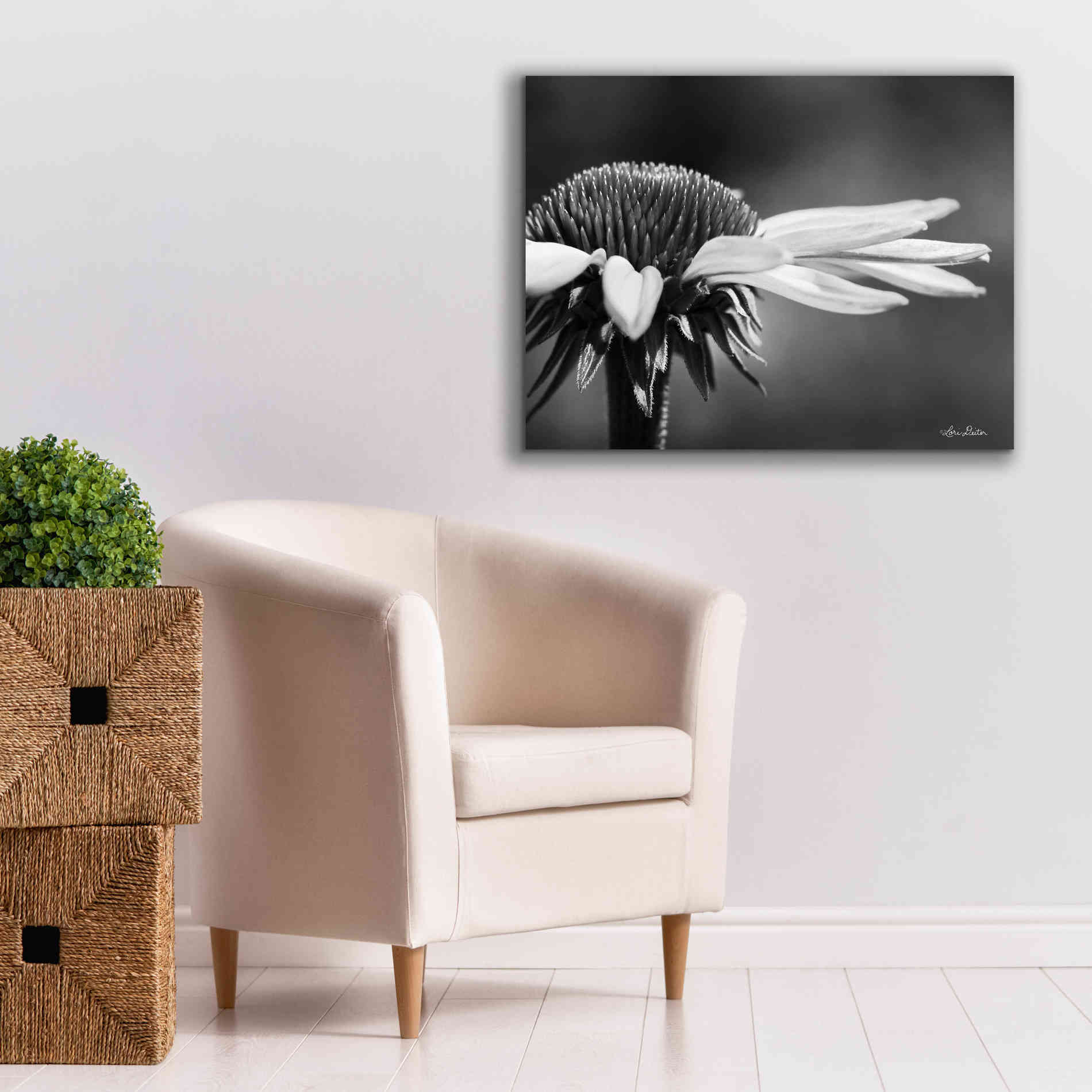 'Coneflower' by Lori Deiter, Canvas Wall Art,34 x 26