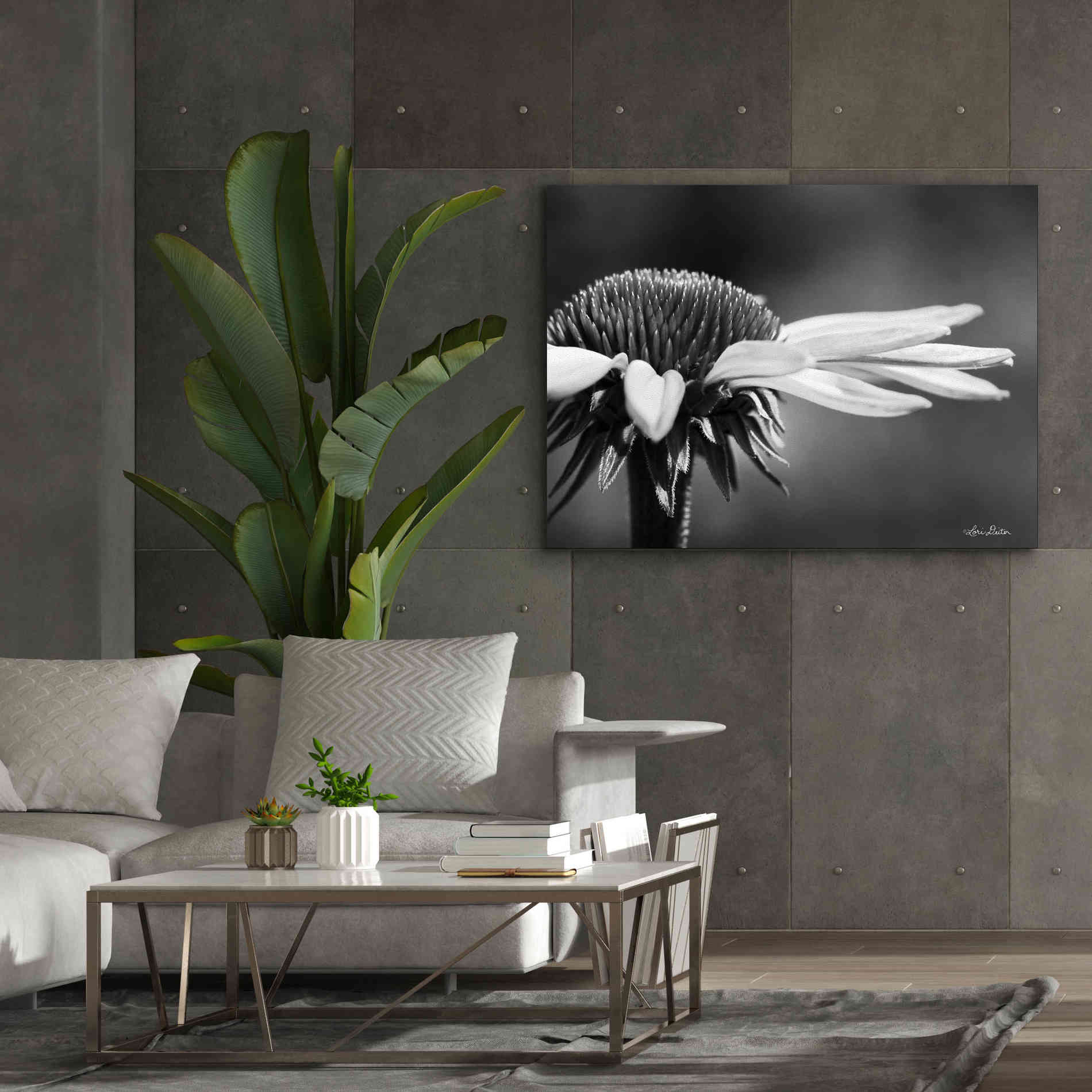 'Coneflower' by Lori Deiter, Canvas Wall Art,54 x 40