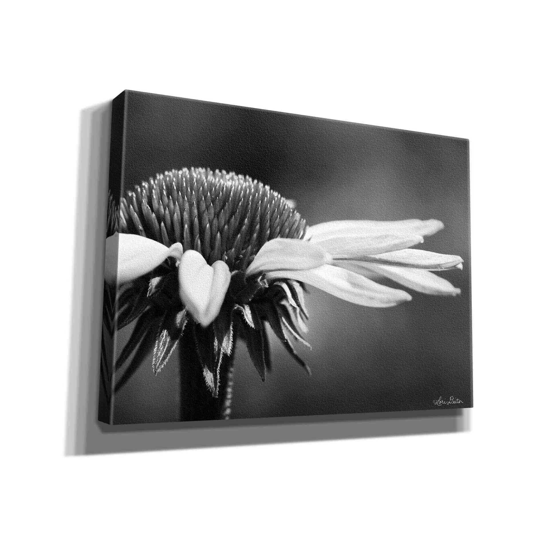 'Coneflower' by Lori Deiter, Canvas Wall Art