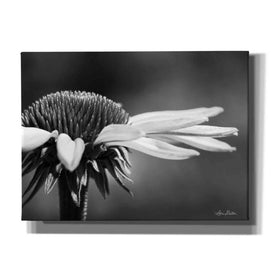 'Coneflower' by Lori Deiter, Canvas Wall Art