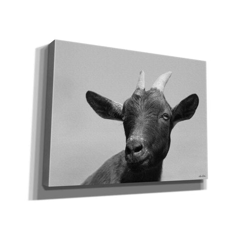Image of 'Lake Tobias Goat I' by Lori Deiter, Canvas Wall Art