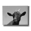 'Lake Tobias Goat I' by Lori Deiter, Canvas Wall Art