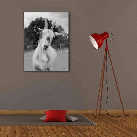 Image of 'Lake Tobias Goat II' by Lori Deiter, Canvas Wall Art,26 x 34