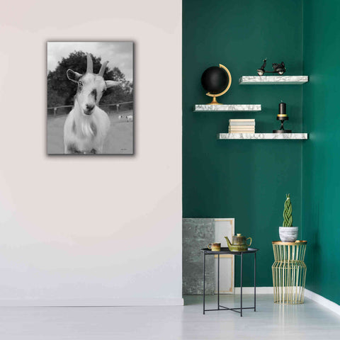 Image of 'Lake Tobias Goat II' by Lori Deiter, Canvas Wall Art,26 x 34