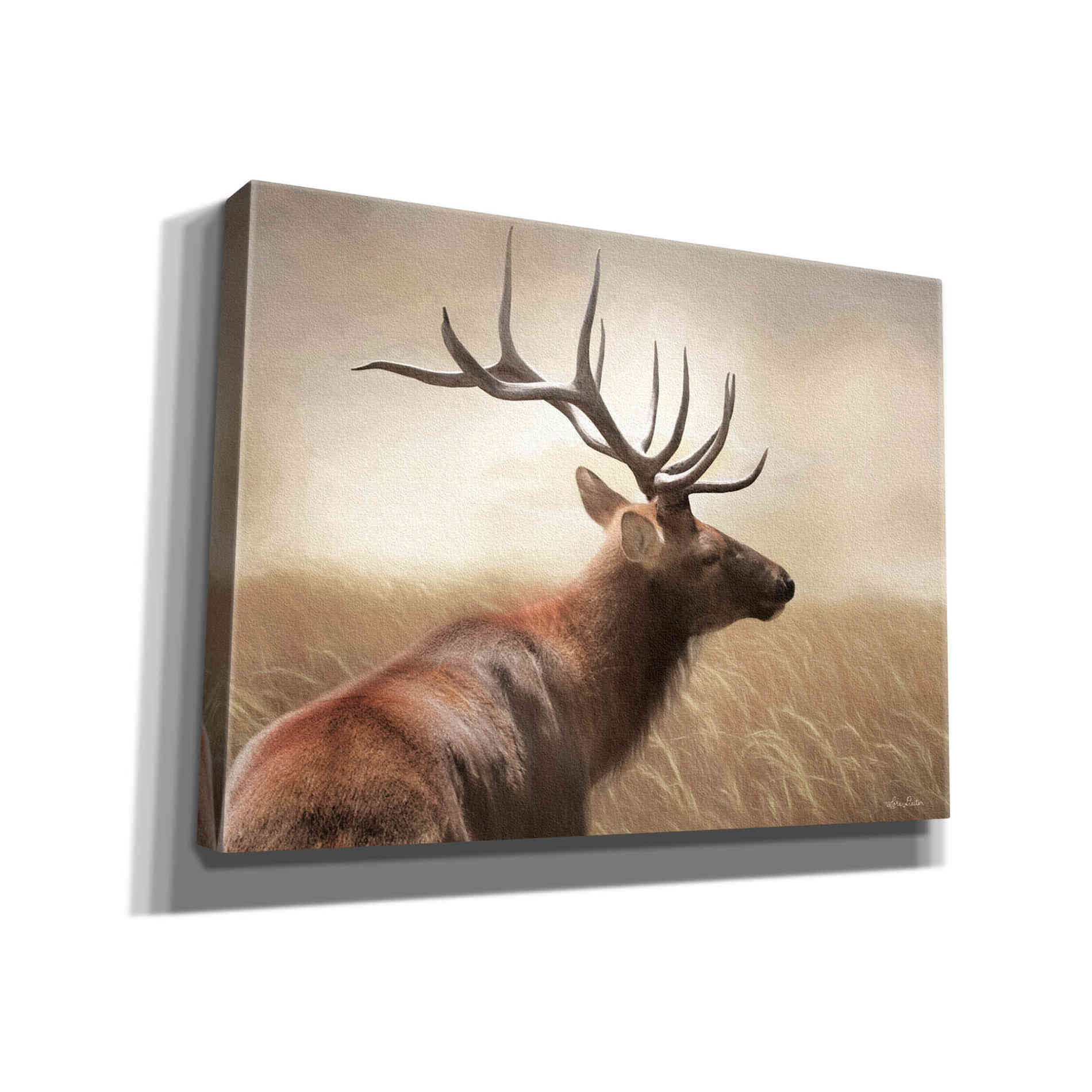 'Elk in the Grass' by Lori Deiter, Canvas Wall Art