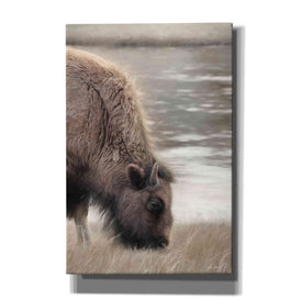 'Yellowstone Buffalo' by Lori Deiter, Canvas Wall Art