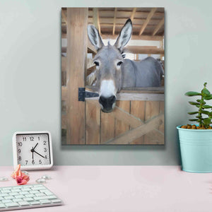 'Curious Donkey' by Lori Deiter, Canvas Wall Art,12 x 16