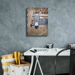 'Curious Donkey' by Lori Deiter, Canvas Wall Art,12 x 16