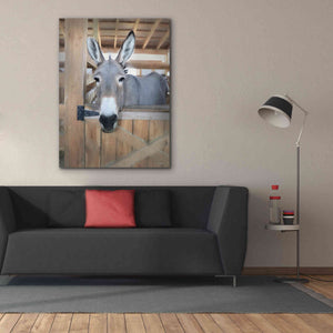 'Curious Donkey' by Lori Deiter, Canvas Wall Art,40 x 54