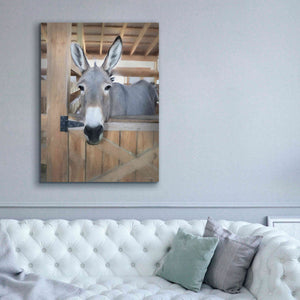 'Curious Donkey' by Lori Deiter, Canvas Wall Art,40 x 54