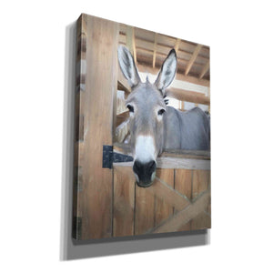 'Curious Donkey' by Lori Deiter, Canvas Wall Art